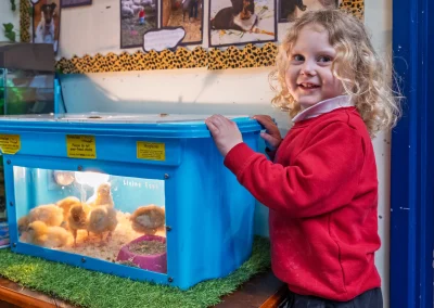 Child observing newly hatched chicks in a classroom incubator at Little Gems preschool